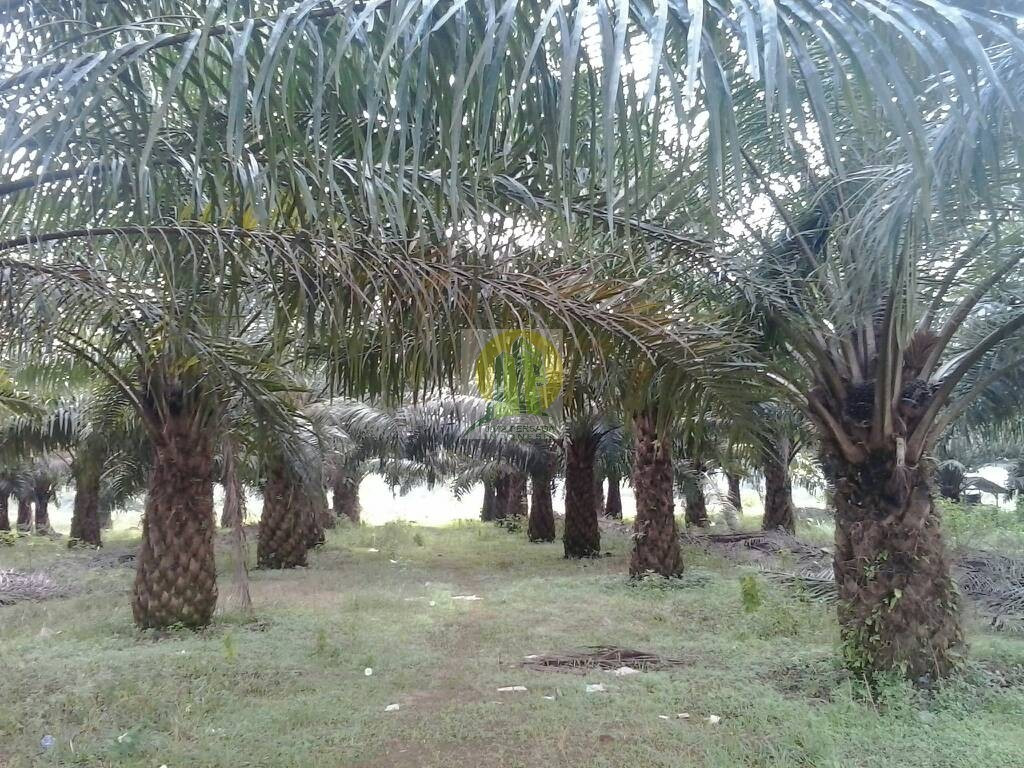 Lahan Pertanian Kelapa Sawit yang masih Produktif di Lampung