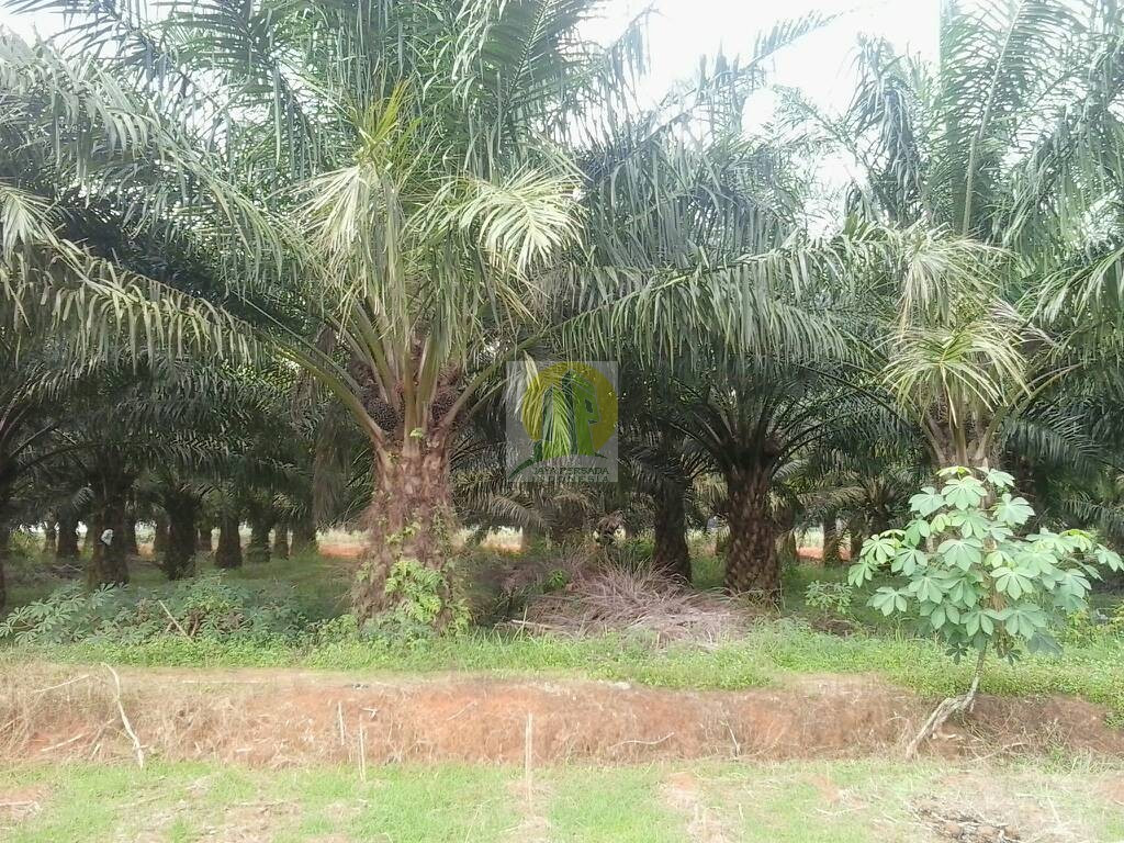 dijual Lahan pertanian sawit yang masih produktif di Lampung