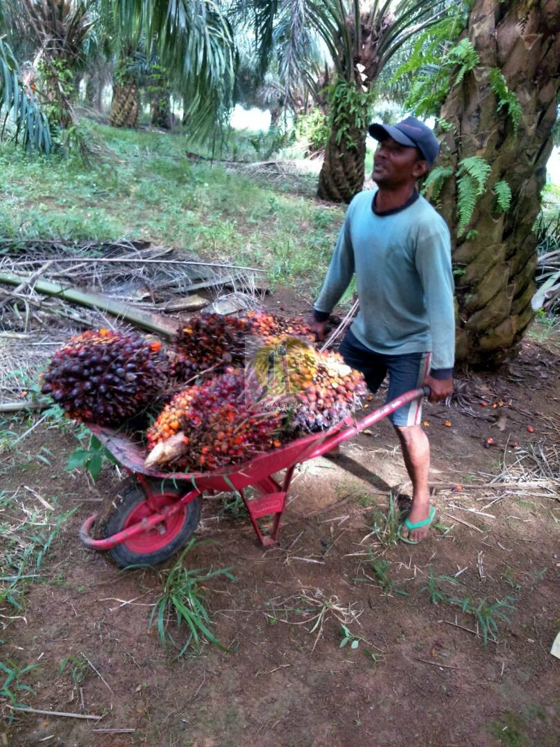 dijual Kebun Sawit produktif di Lampung