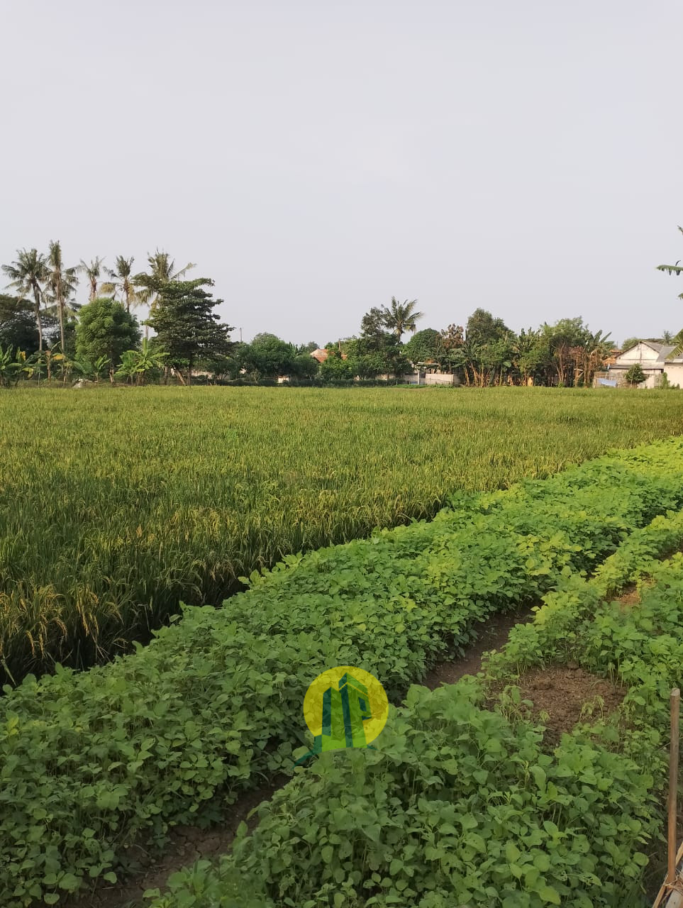 Tanahmurahcikarang